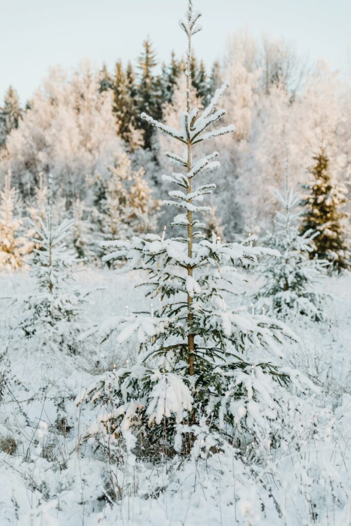Delicate fir tree dusted with fresh snow in a serene winter landscape with frost-covered trees Wallpaper