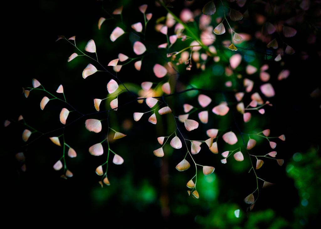 Tranquil Floral Wallpaper: Soft Petals & Dreamy Blur Background