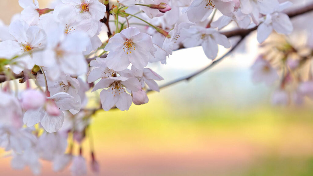 Serene Wallpaper: White Flower Clusters on Soft Blurred Background