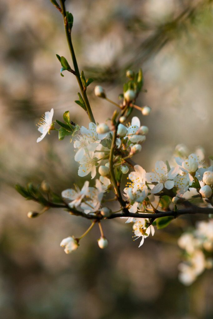 Delicate Flower Wallpaper: Serene Blooms on Gentle Background