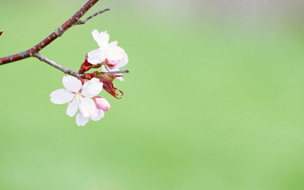 Delicate Flower Branch on Soft Blurred Green Background Wallpaper