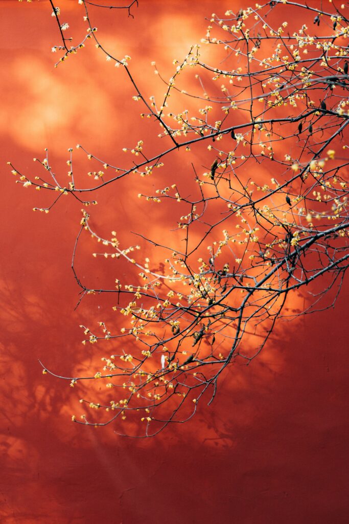 Delicate Flowering Branches on Vibrant Orange Wallpaper Background