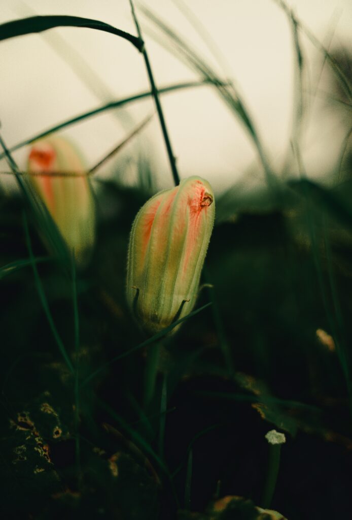Delicate Flower Bud Close-Up - Soft Textures in Natural Grass Background Wallpaper