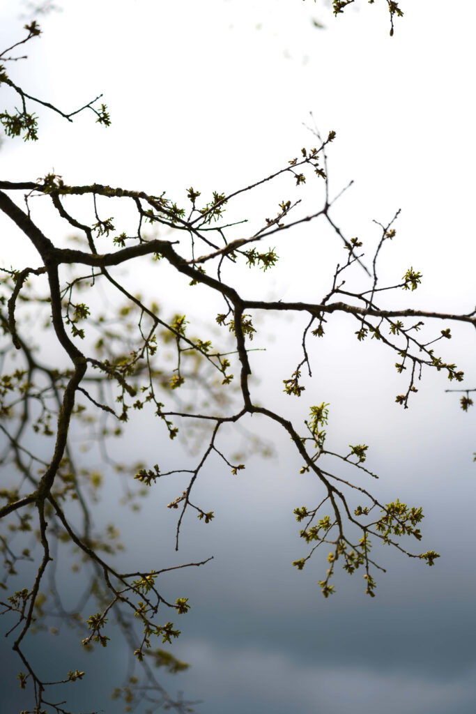 Delicate Flower Buds on Branches: Serene Nature Wallpaper