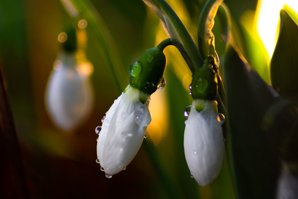 Elegant Macro Flower Buds with Water Droplets - Nature's Beauty Wallpaper