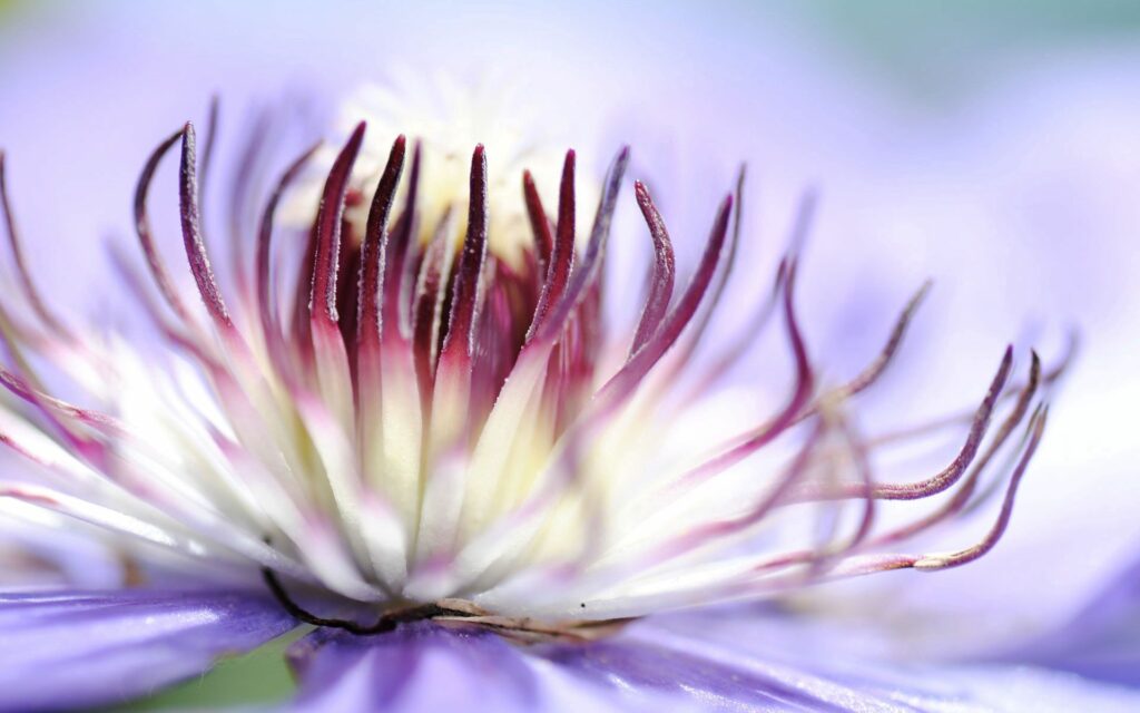 Delicate Flower Close-Up: Soft Light Wallpaper Background
