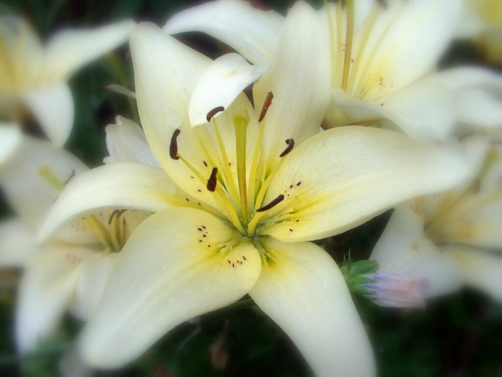 Delicate Flower Close-Up Wallpaper: Soft Cream Petals & Dark Stamens