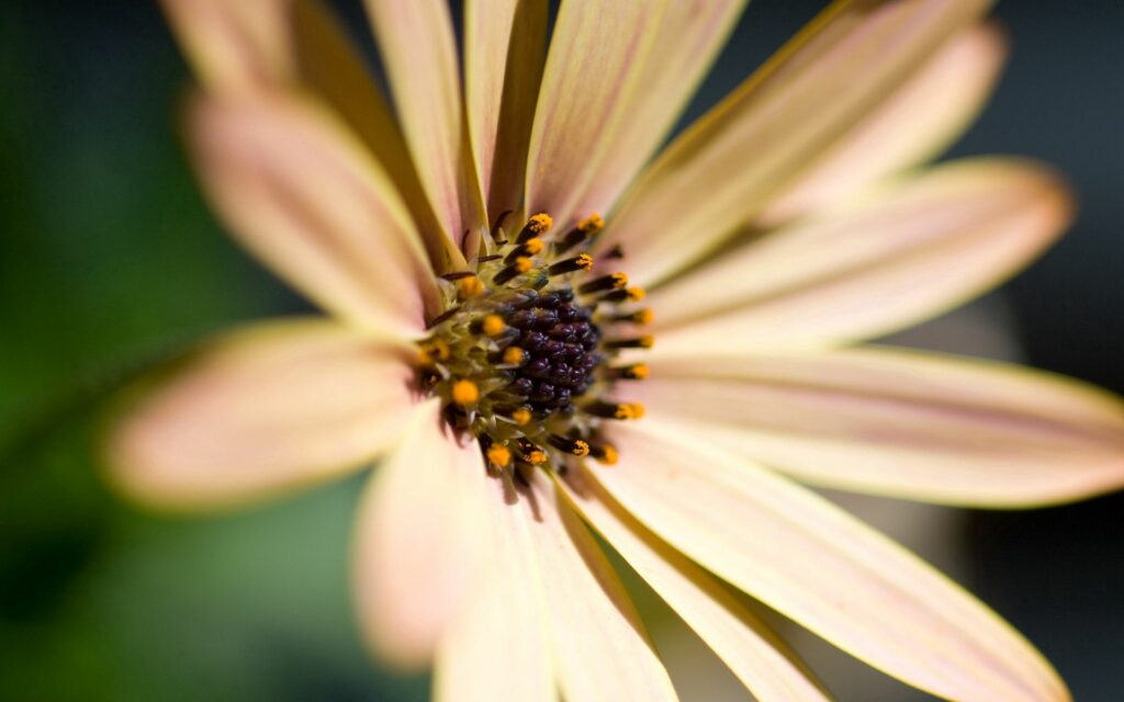 Delicate Flower Wallpaper: Soft Petals & Vibrant Center Background