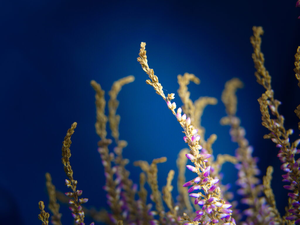 Close-Up of Delicate Flowers & Plants - Serene Wallpaper Background