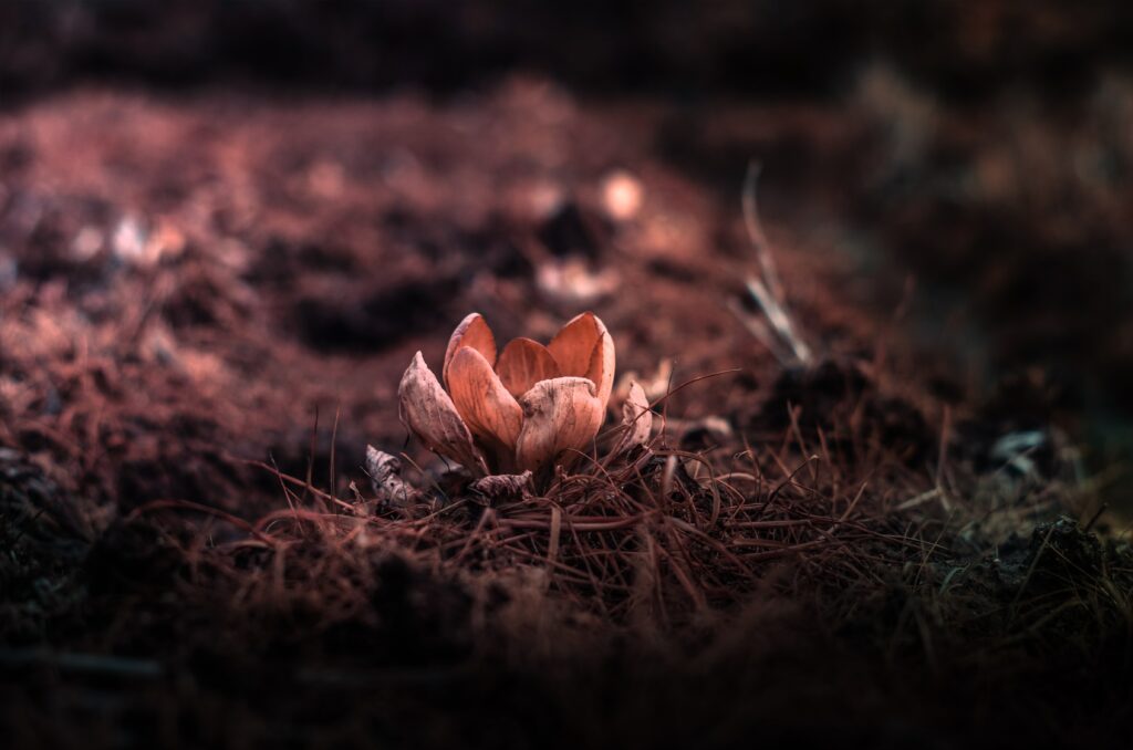 Delicate Flower Wallpaper: Close-Up with Earthy Background Textures