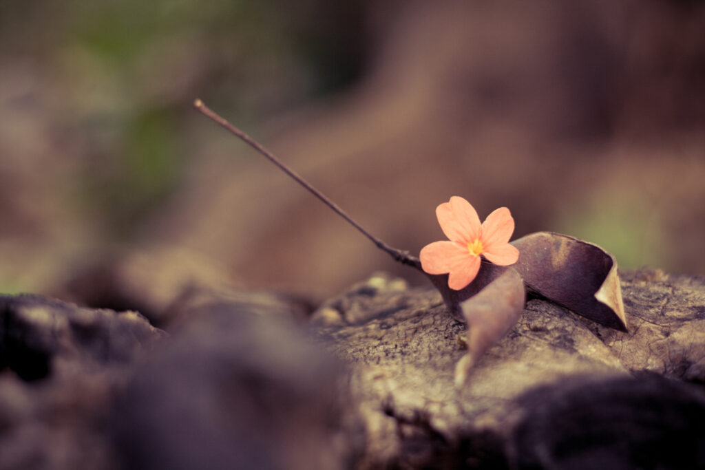 Delicate Flower Macro Shot: Soft Petals & Drying Leaves Wallpaper