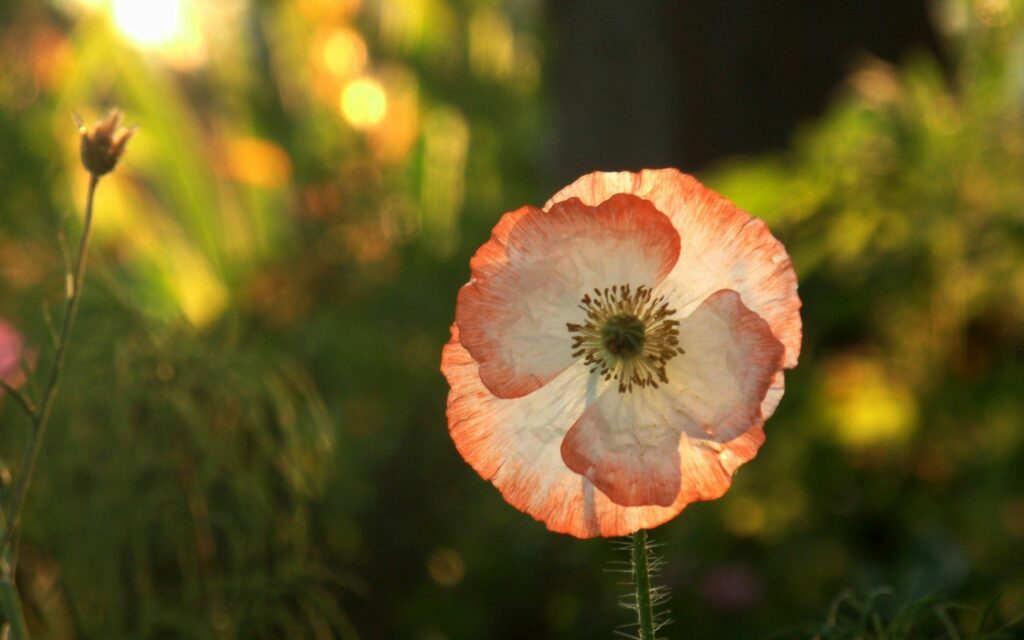 Delicate Flower Macro: Translucent Petals in Warm Sunlight Wallpaper