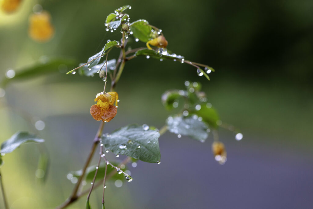 Delicate Flower Macro Wallpaper with Raindrops & Green Leaves