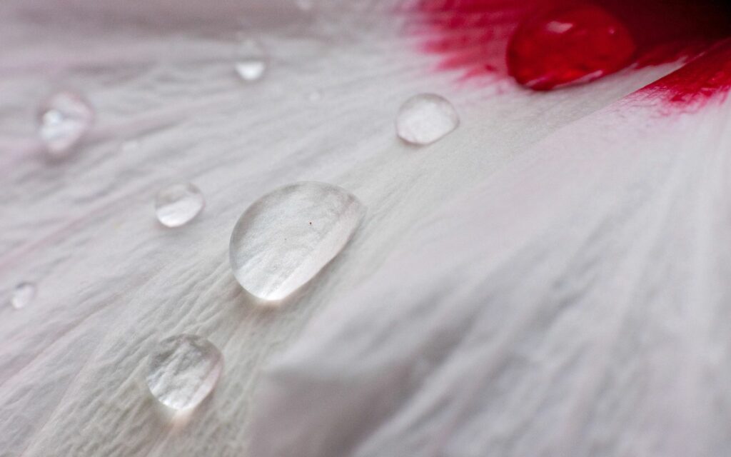 Soft Flower Petals with Dew Drops - Stunning Wallpaper Background