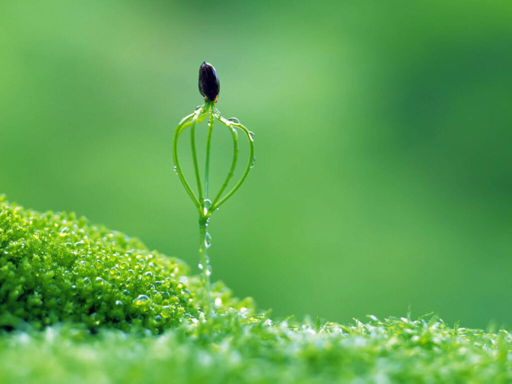 Delicate Flower Seed Macro Wallpaper Against Vibrant Green Moss
