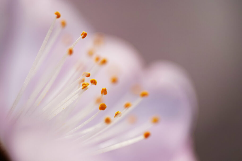 Macro Flower Stamens: Delicate Pastel Petals Wallpaper Background
