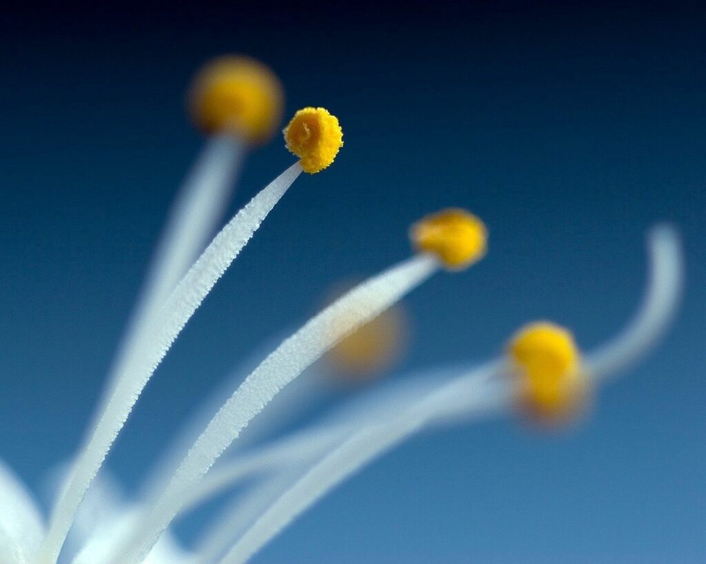 Delicate Flower Stamens Wallpaper on Soft Blue Background