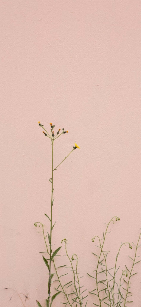 Minimalist Pink Background with Delicate Yellow Flower Stem Wallpaper