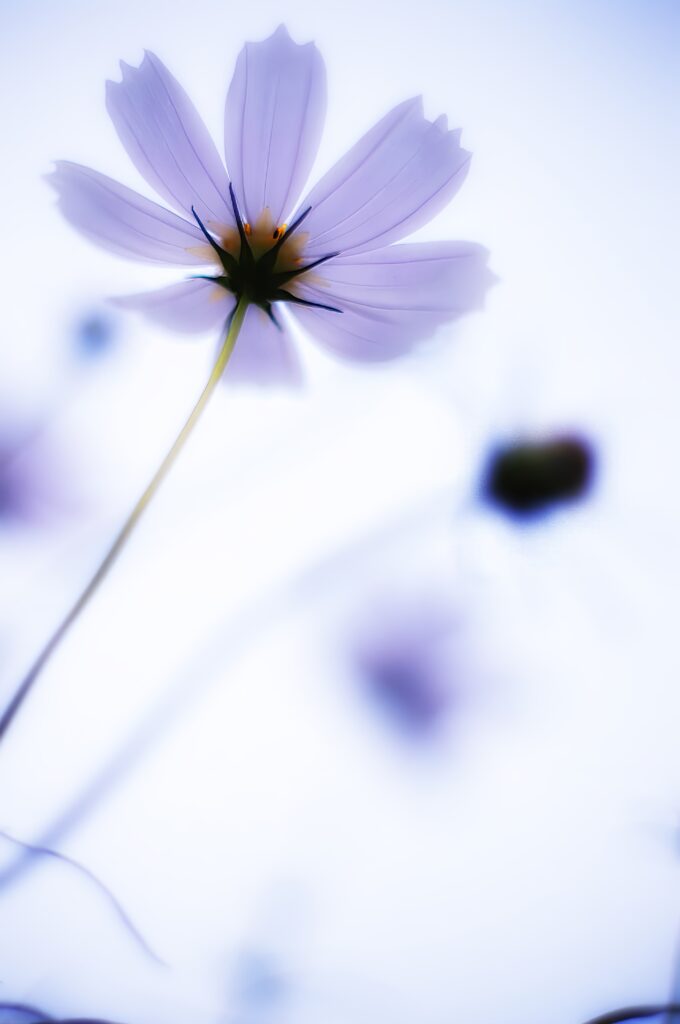 Delicate Flower Wallpaper: Ethereal Soft Petals in Gentle Background