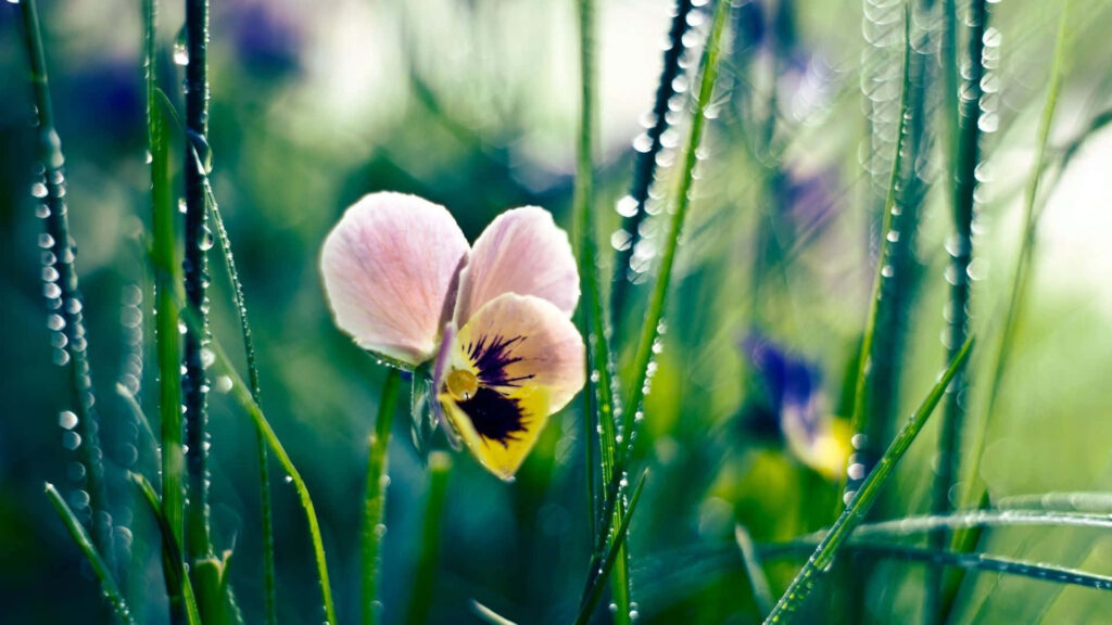 Delicate Flower Wallpaper: Fresh Green Grass & Morning Light Reflections