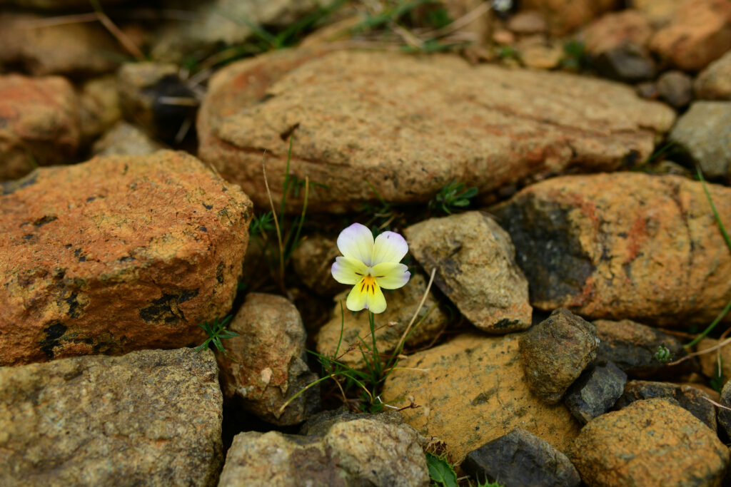 Delicate Flower and Rugged Stones: Macro Nature Wallpaper