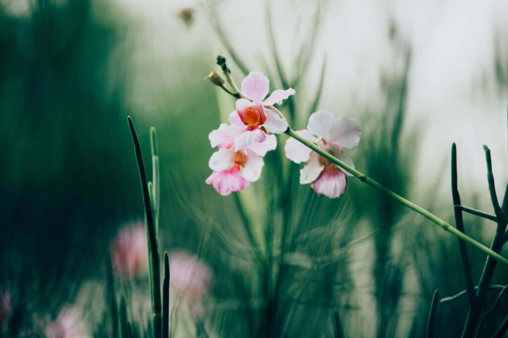 Delicate Tiny Flower Wallpaper: Soft Green & Pink Nature Background
