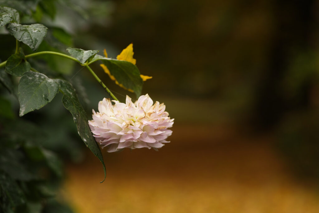 Delicate Flower Wallpaper: Soft Petals & Blurred Autumn Background