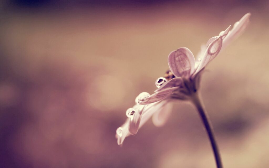 Dreamy Floral Wallpaper: Soft Petals & Sparkling Water Droplets
