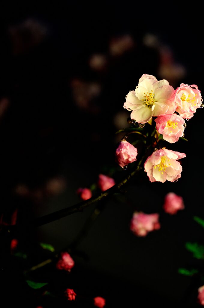 Delicate Flower Wallpaper with Water Droplets on Dark Background