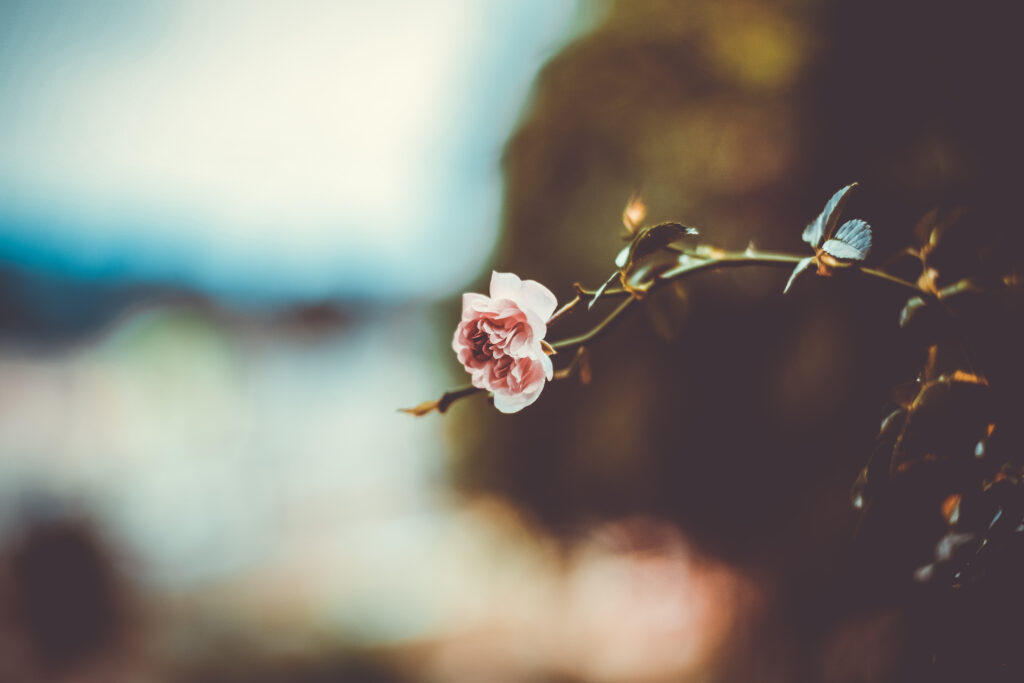 Serene Flower Wallpaper: Elegant Blossom on Softly Blurred Background