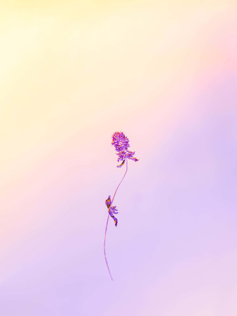 Delicate Flower Wallpaper with Dreamy Pastel Gradient Background