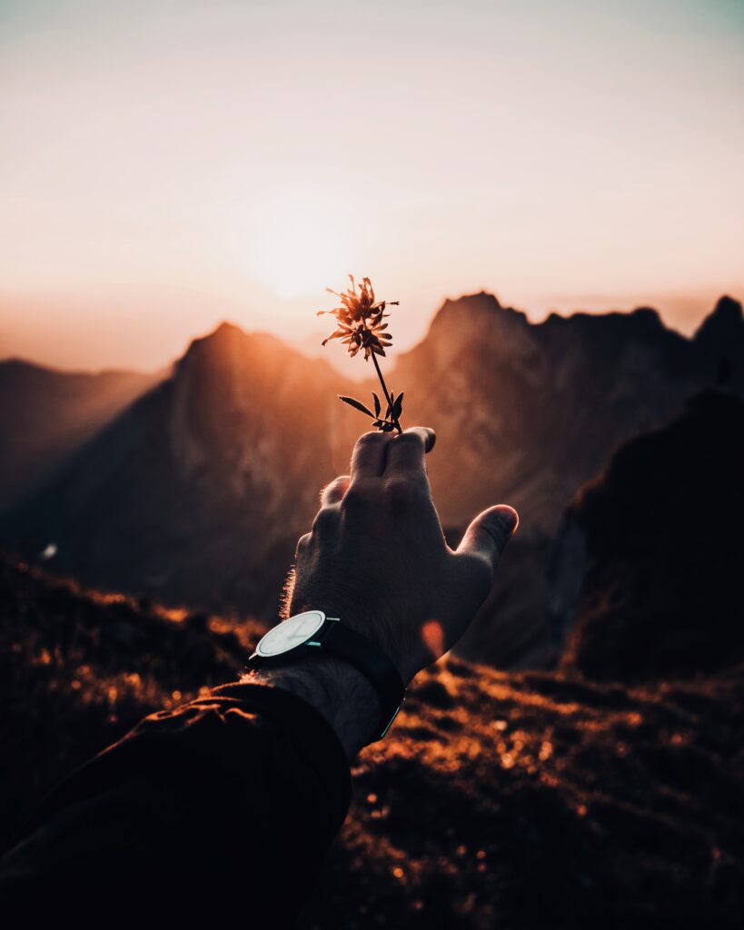 Hand Holding Flower at Sunset: Serene Mountain Background Glow Wallpaper