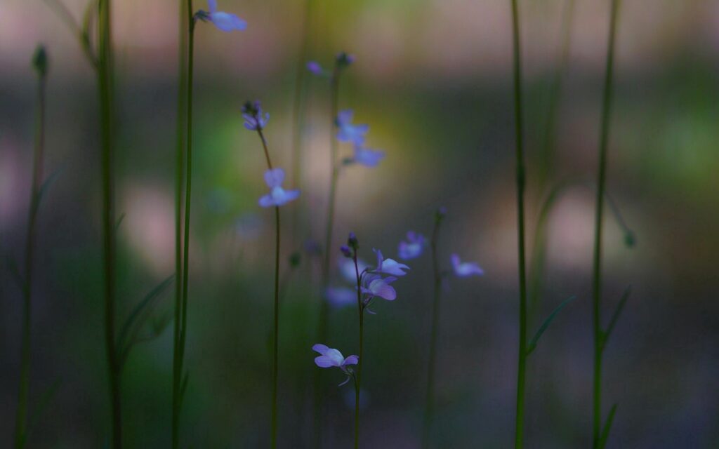 Serene Flowering Plants Wallpaper: Delicate Blooms & Soft Background