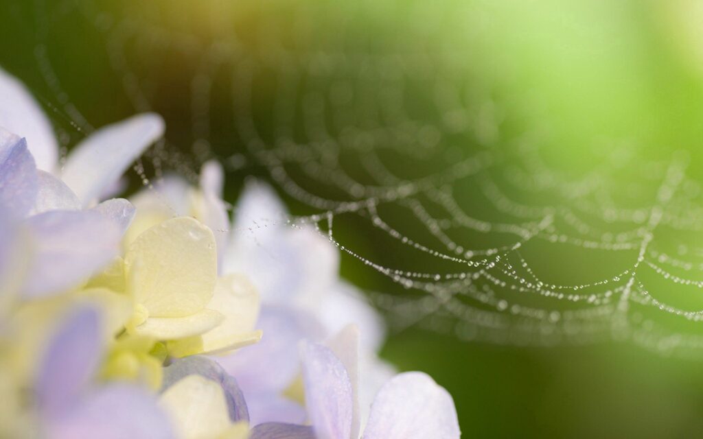 Serene Flower and Spiderweb Close-Up Wallpaper with Water Droplets