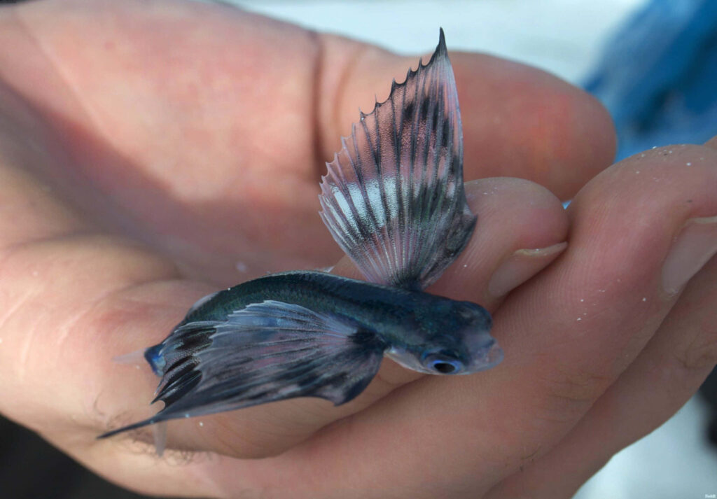 Delicate Flying Fish on Hand: Intricate Details & Soft Background Wallpaper