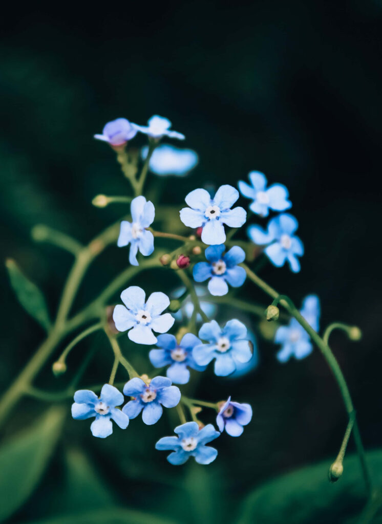 Delicate Forget-Me-Not Flowers on Dark Background - Stunning Wallpaper