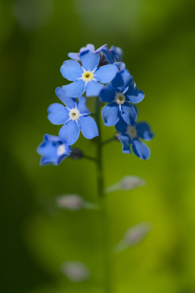 Close-Up of Vibrant Forget-Me-Not Flowers on Soft Green Background Wallpaper