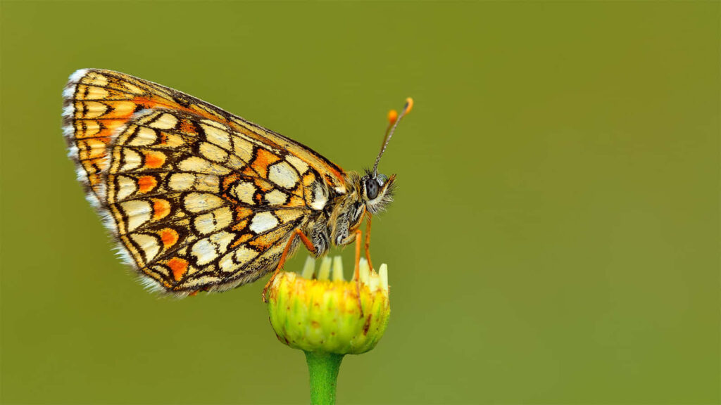 Delicate Fritillary Butterfly on Flower Bud - Natural Beauty Wallpaper