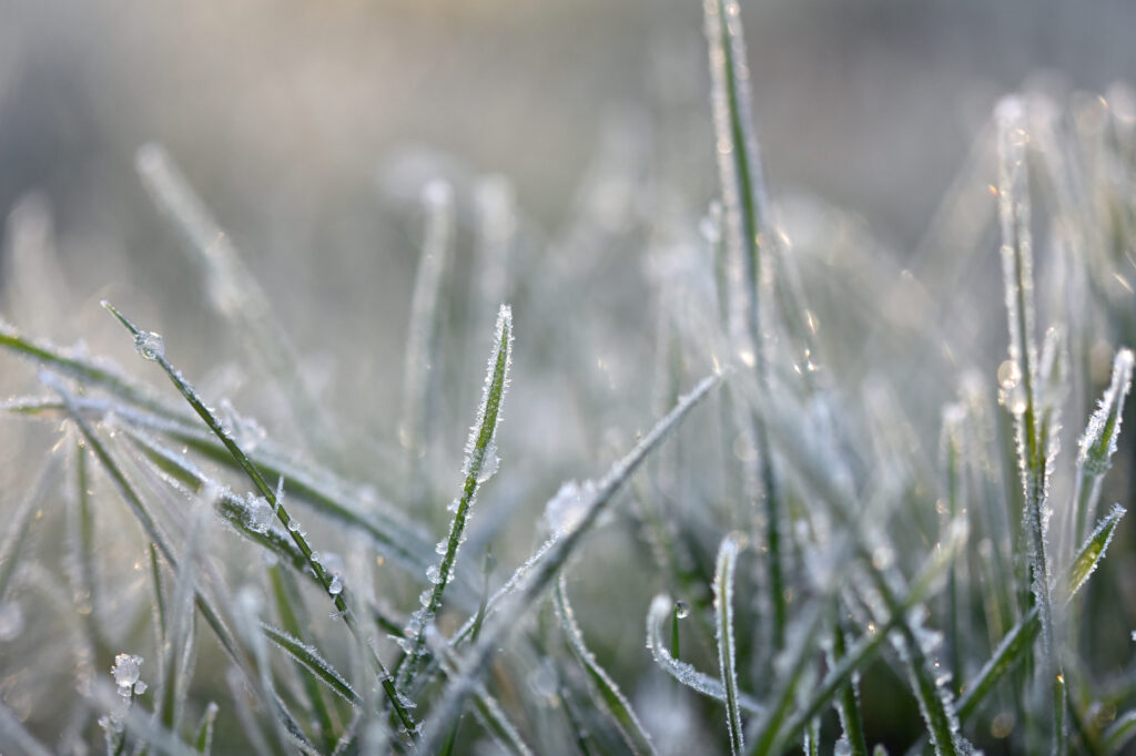 Frosted Grass Blades: Serene Winter Wallpaper Background