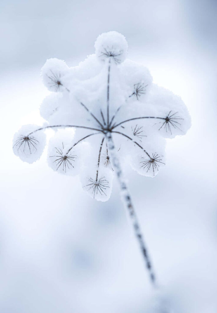 Delicate Frosted Plant Wallpaper: Winter Garden Wonderland Background