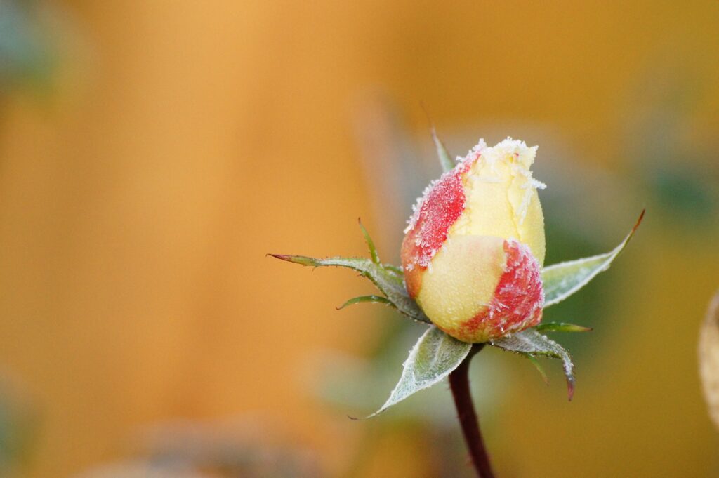 Frosted Rose Bud: Serene Wallpaper with Warm Background