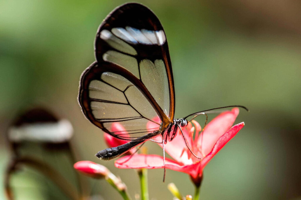 Glass-Winged Butterfly on Red Flower - Stunning Wallpaper Background