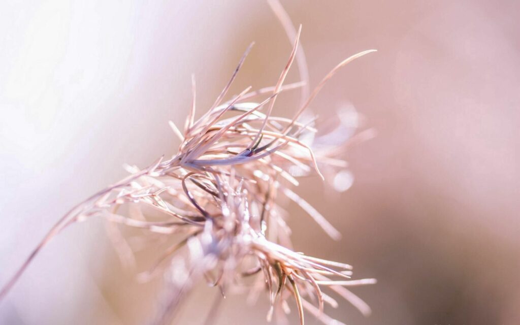 Dreamy Grass Blades Wallpaper - Close-Up Soft Background Design