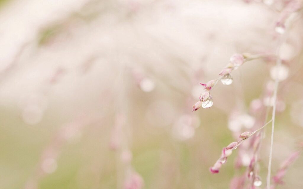 “Delicate Grass Branches with Dew Drops - Soft Light Wallpaper Background”