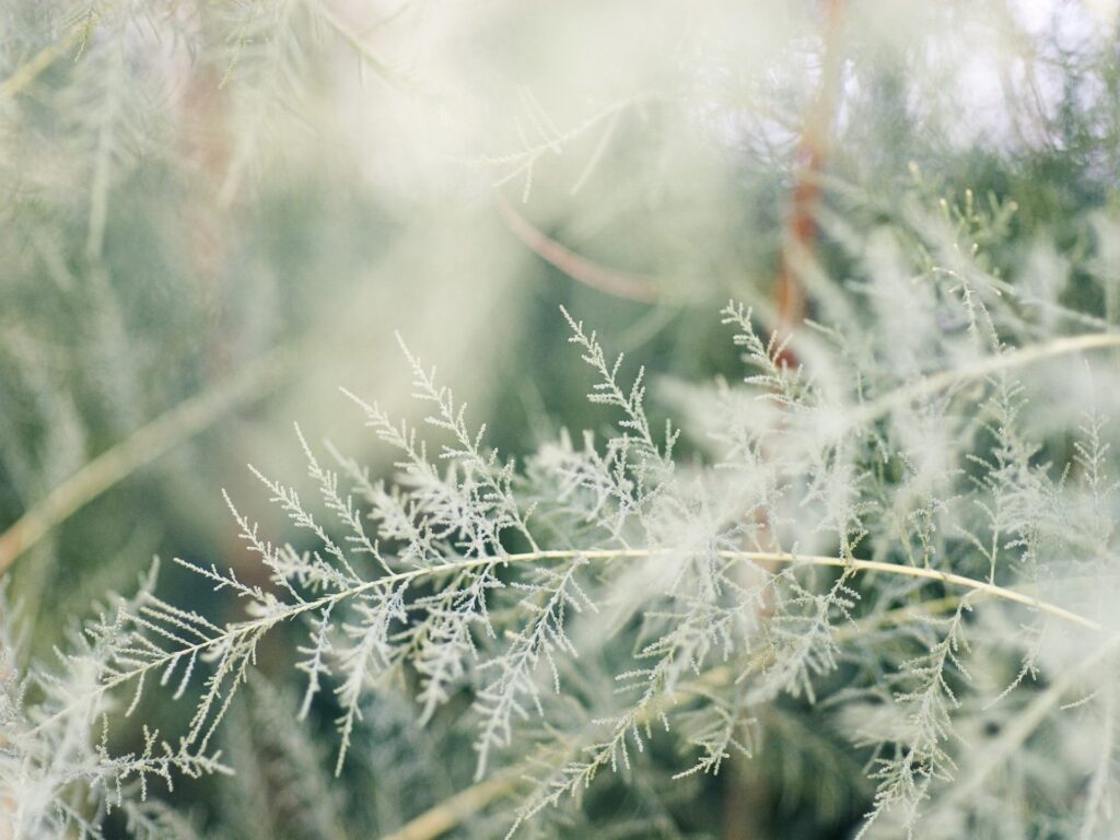 Delicate Grass-Like Branches Wallpaper: Soft, Bright Nature Background