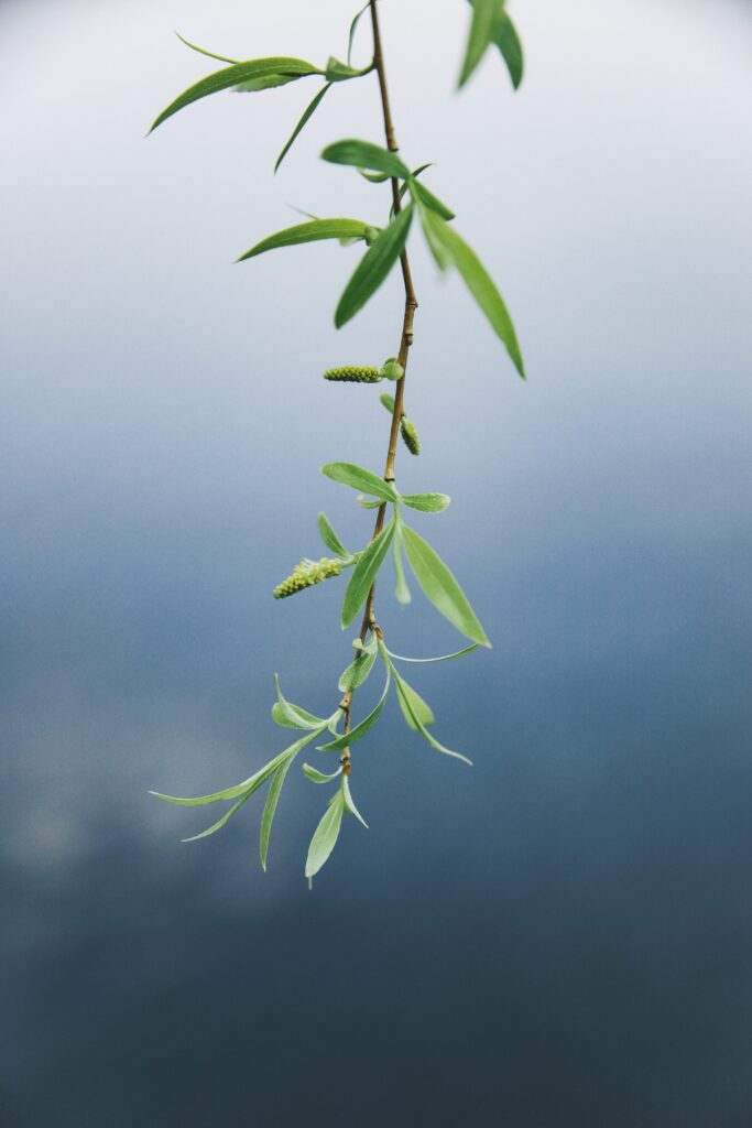 Macro of delicate green leaves on branch against smooth blue background natural calming wallpaper