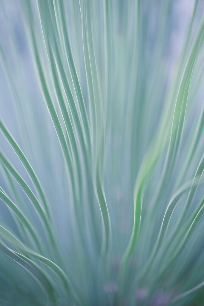 Delicate Green Plant Curves Abstract Wallpaper - Soothing Background