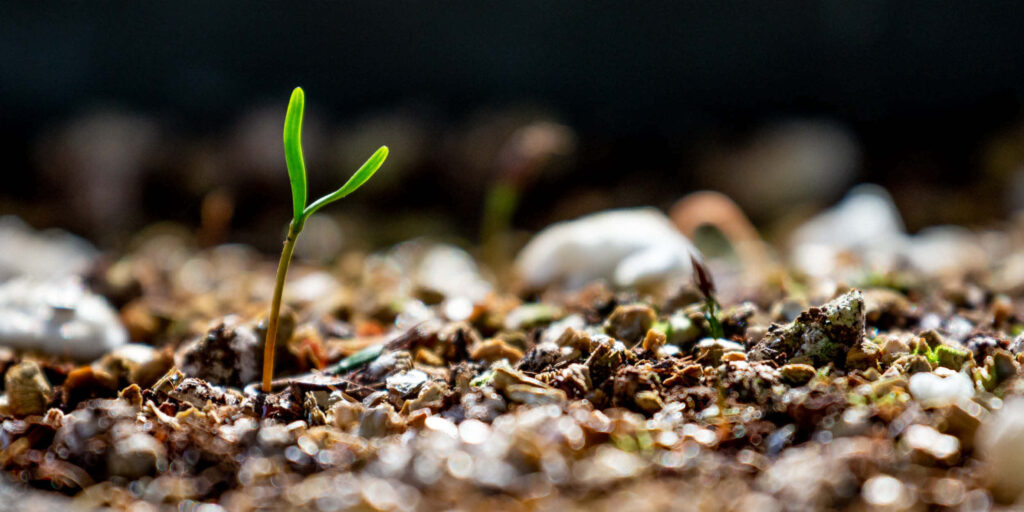 Green sprout emerging from rich soil symbolizing new beginnings and vibrant nature energy wallpaper
