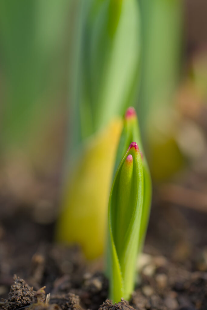 Close-Up Wallpaper: Delicate Green Sprout Symbolizing Spring Growth
