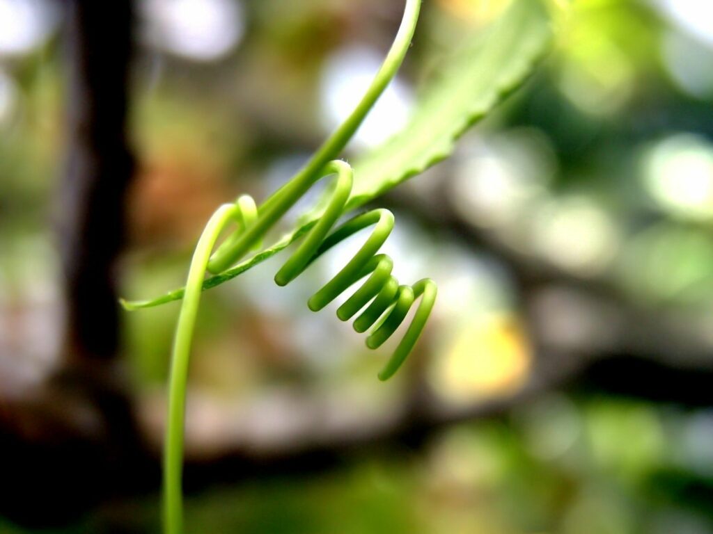 Delicate Green Tendril Close-Up - Nature's Intricate Beauty Wallpaper